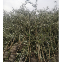陇南油橄榄 基地直供 利萍油橄 榄移植苗 多规格供应
