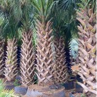 龙鳞榈 专业种植基地出售 华棕耐寒品种 画景棕榈树
