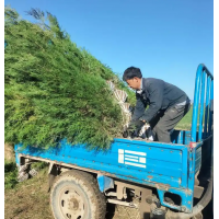 供应侧柏 西藏侧柏介绍 西藏侧柏苗价格 武功县裕枫苗木合作社