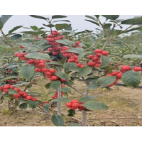 红豆红北美冬青观赏树 露地栽培落叶性 株高树龄可选 全国包邮