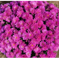 花辰月夕花卉苗木 绿化工程用 大菊花种苗 基地栽培 青州花卉