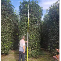 桂花柱子 编艺造型桂花树 高度3-6米基地现货 常绿植物