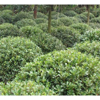 精品海桐球 常绿灌木庭院绿化点缀 规格齐全 信阳海桐球基地