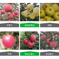 各种苹果树供应 规格全品种多质量好农户种植 泰安果树