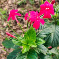 红花芦莉苗 花坛花镜花海 观赏性种植 景区园林绿化 夏溪花木