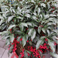 苗圃出售紫金牛 园林观赏花卉植物 道路小区隔离带种植观赏苗