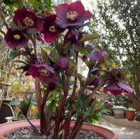铁筷子花小苗出售观花植物 花坛花镜租摆点缀绿植园林路边造景种