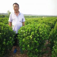 洛阳大叶黄杨球 现货直销大叶黄杨球 大叶黄杨球价格低 保成活