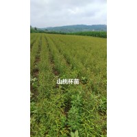 大杯山桃苗 移栽山桃杯苗 宁夏山桃苗 根系发达 方圆苗木
