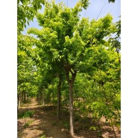 Zelkova serrata'Ogon' 光叶榉 科美彩林