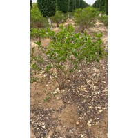 木绣球种植基地 岸边绿化 生长速度快 易栽植喜阳光 芃泰园林