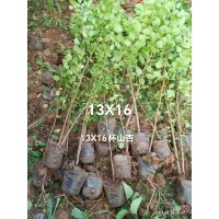 山杏杯苗 山杏苗 园林绿化苗 宁夏造林苗 方圆苗木 苗木基地