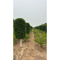 造型卫矛树 河北卫矛柱 规格全 现货充足 易成活 芃泰园林