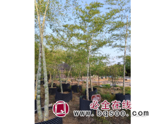 龟甲竹小苗批发 护坡固土绿化种植 园林地被观赏苗 大禹竹园图1