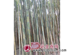 大禹风景竹园 各种品种竹子供应 金条竹 旱竹  龟甲竹苗大量图1