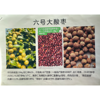 振良6号 酸枣嫁接穗 优良品种高产美观 全国发货