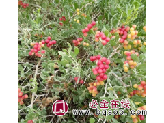 万亩白刺果苗木繁育基地 耐干旱白刺苗木供应 百万株白刺种苗图1