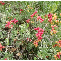 万亩白刺果苗木繁育基地 耐干旱白刺苗木供应 百万株白刺种苗