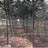 邳州榉树 红榉上车价 榉树基地 欣隆园苗木 胸径14公分榉树