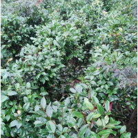 茶梅球60-80公分 江津红树林 茶梅球批发 重庆绿化树苗