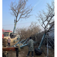 地径8-15cm柿子树苗 别墅庭院 造景果树 山东苗木基地