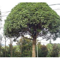 移裁桂花树 20公分四季桂 规格齐全 造型好看 成活高