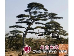 山东 [中兴园林] 造型松-树形优美-枝叶茂盛-大规格黑松图1