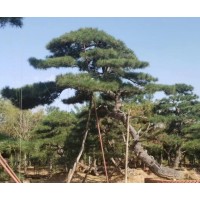 造型松树,中兴园林,美观耐看-景观松基地-树型优美-现挖现发