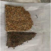 金鱼草种子 忽忘我种子 冰岛虞美人种子 博伦种业供应服务商