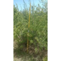 出售4-5米华山松 四季常绿 造型优美 宁夏华山松 生辉苗木
