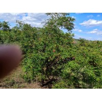 文冠果树苗多少钱一棵 文冠果树苗 活苗率高 赤峰苗木销售