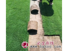 工程绿化草坪 冷季型四季青高羊茅混播草坪 河北泉青草坪图1