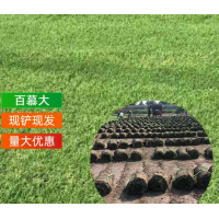 百慕大绿化草坪 四川草坪基地 带泥真果岭 地毯庭院矮生工程