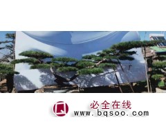 直径20公分黑松多少钱-选购黑松-中兴园林-泰山造型松基地图1