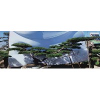 直径20公分黑松多少钱-选购黑松-中兴园林-泰山造型松基地
