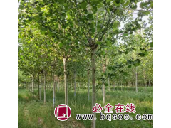 7公分法桐基地/河北博泽苗圃基地-博泽苗圃场图1
