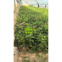 玫瑰花苗多少钱一株？[四季玫瑰批发]玫瑰花苗 绿亚苗木