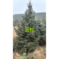 新疆云杉-常青苗木-云杉基地-绿亚苗木-内蒙云杉树