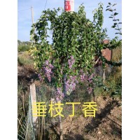 垂枝丁香树是什么?垂枝丁香树形态特征 有亮种植专业合作社