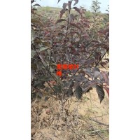 多分枝榆叶梅价格-选购榆叶梅-如何挑选好的重瓣榆叶梅