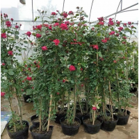 蔷薇藤本月季花苗特大花浓香型庭院四季爬藤植物盆栽阳台玫瑰爬墙