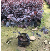 千喜苗木供应 红花继木大杯苗 球 绿化工程色块苗 苗木