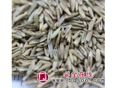 多年生黑麦草种子厂家批发 草坪牧草基地专业供应 颗粒饱满图1