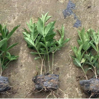 粤冠园林批发 硬枝黄蝉7斤装 园林行道观赏植物 装饰客厅阳台