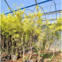 千层金小苗 景区园林绿化苗 露地种植工程苗 顺驰苗木批发零售