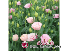 洋桔梗苗 庭院种植苗木 基地供应 盆栽苗 花色丰富图1