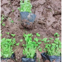 白三叶 白车轴草 多年生草本 抗热抗寒性较强 卉然种植基地
