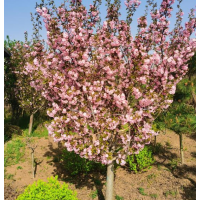 各种规格樱花2-30公分 容器苗 假植苗 成活率高 绯寒樱等