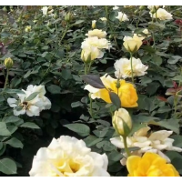大花品种月季 花色丰富 基地种植 耐寒耐热 青州艳阳花卉