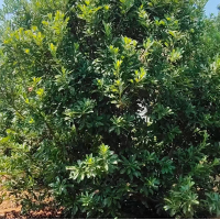 杨梅树 园林绿化果树 基地批发杨梅苗小苗 规格齐全 桂林苗木